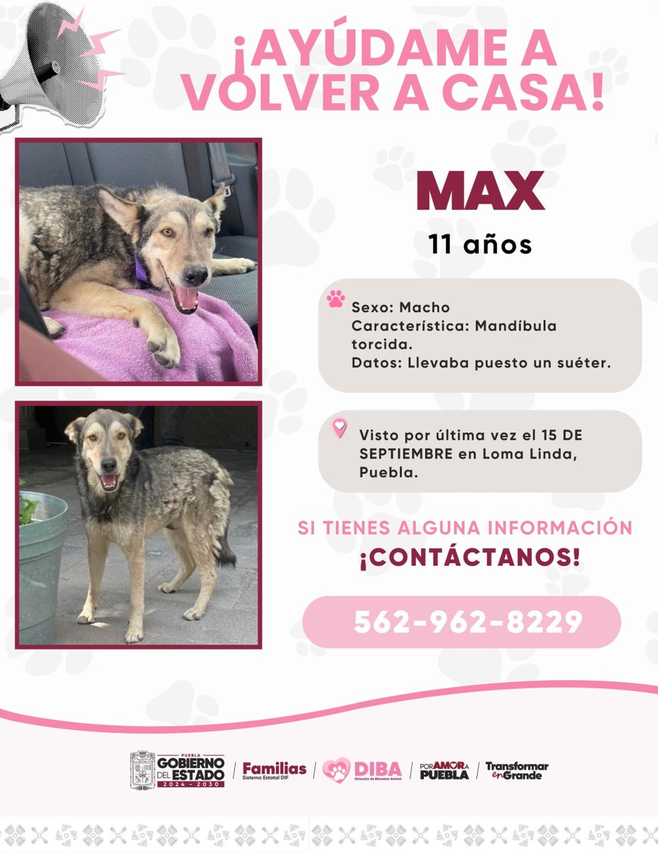 DIBAGobPue's tweet photo. 🚨 ¡AYÚDANOS A COMPARTIR!

🐶 Max fue visto por última vez en Loma Linda, Puebla el 15 de septiembre. Su familia continúa buscándolo.

Si lo haz visto, lo tienes en resguardo o tienes alguna información, comunícate al 562-962-8229

Ayuda a Max a regresar a su hogar. https://t.co/AHyF9rwRq7