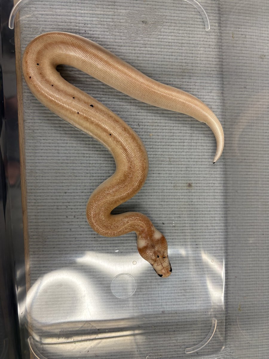 hiro11114s's tweet photo. あと2匹マグパイ！
こちらも変わり種！？
#bloodpython
#ブラッドパイソン https://t.co/prw86XOxEi