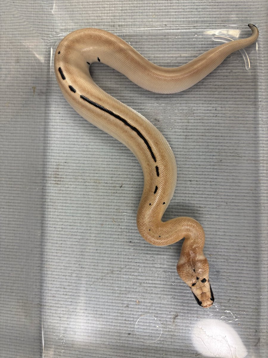 hiro11114s's tweet photo. あと2匹マグパイ！
こちらも変わり種！？
#bloodpython
#ブラッドパイソン https://t.co/prw86XOxEi