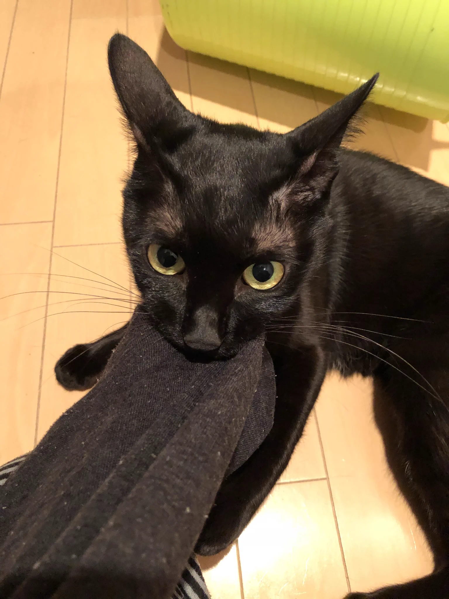 かずよん🐈‍⬛黒猫りゅう🌟10/24.25ラブリーにゃんフェスタ on X