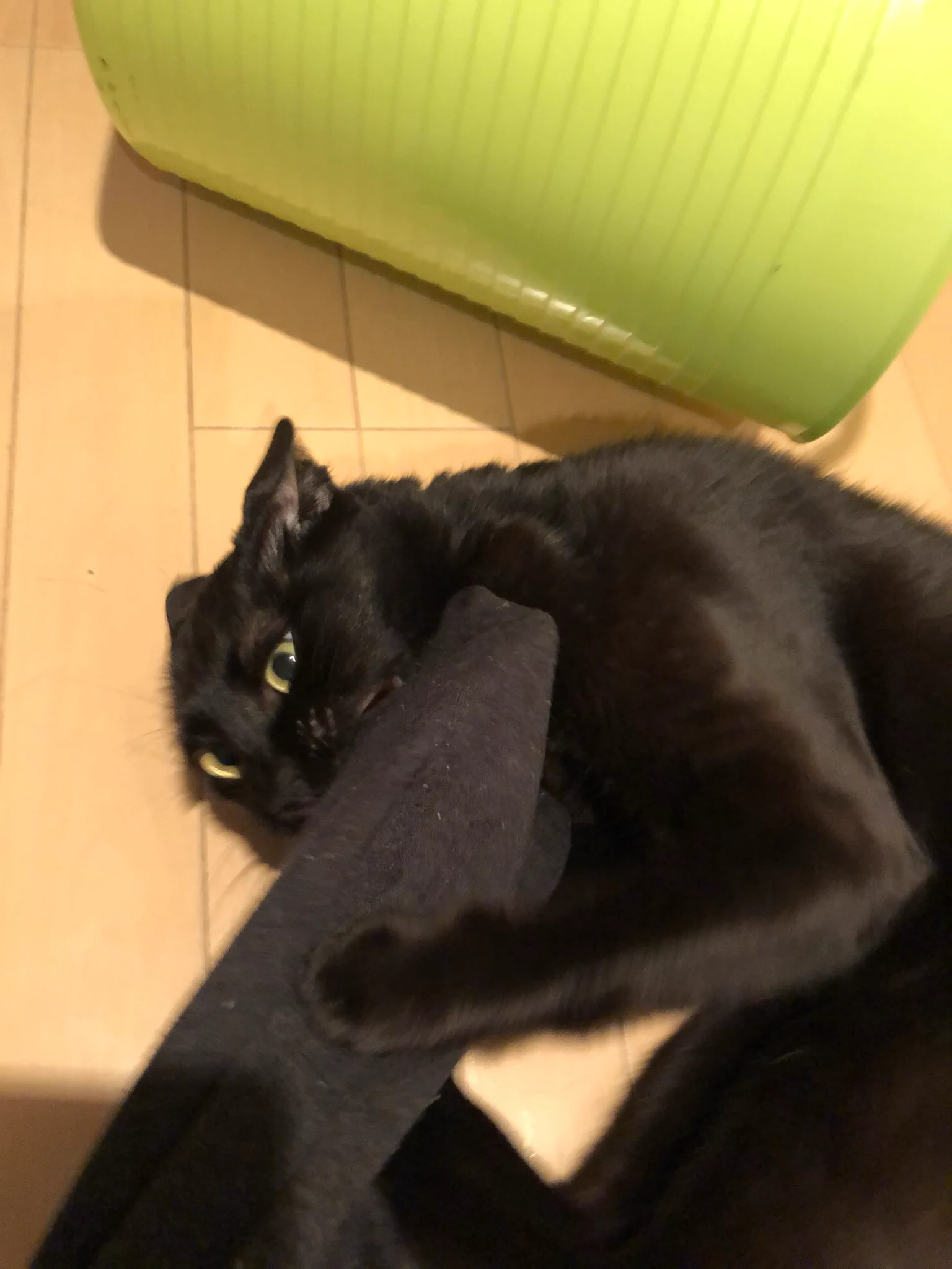かずよん🐈‍⬛黒猫りゅう🌟10/24.25ラブリーにゃんフェスタ on X