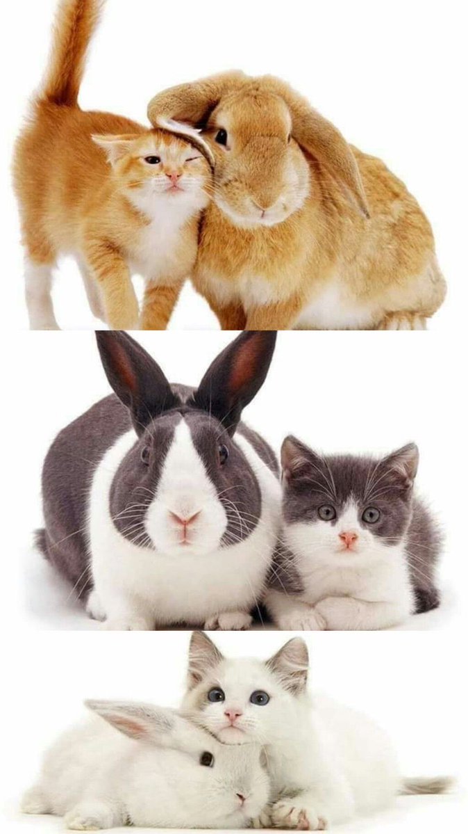 Bunnies's tweet photo. https://t.co/Q71pPTwtJK