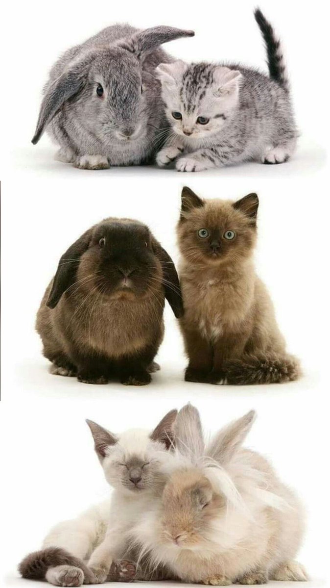 Bunnies's tweet photo. https://t.co/Q71pPTwtJK