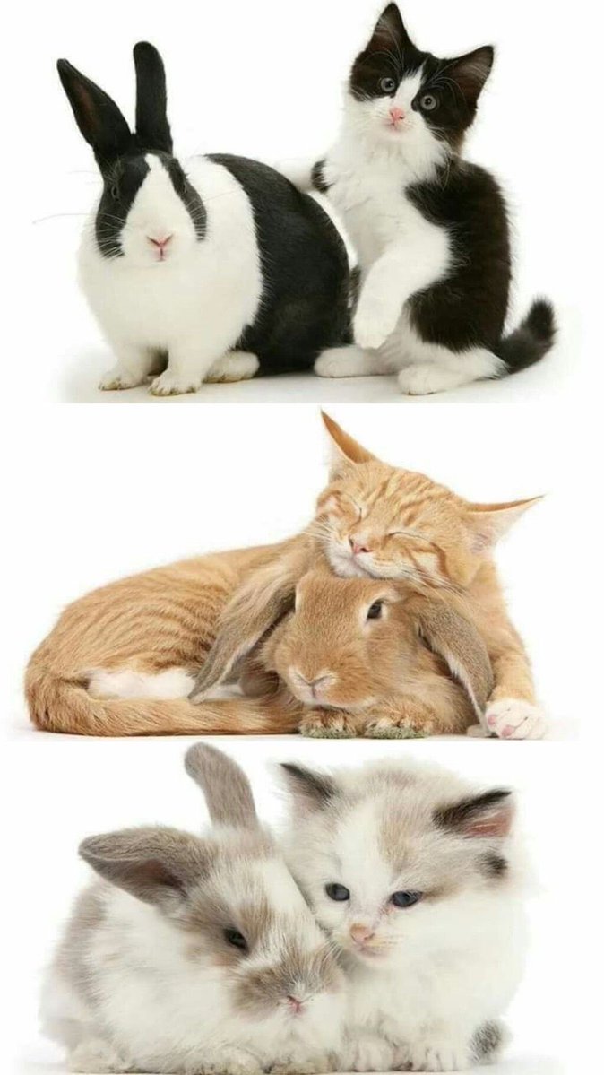 Bunnies's tweet photo. https://t.co/Q71pPTwtJK