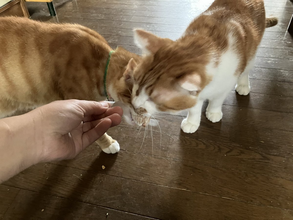 acht8808's tweet photo. ビニールのかけらで遊ぶジッパー。
なんでもおもちゃにします😸

#猫
#盲人とねこ https://t.co/duElSDxTs1