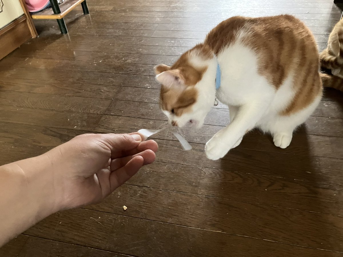 acht8808's tweet photo. ビニールのかけらで遊ぶジッパー。
なんでもおもちゃにします😸

#猫
#盲人とねこ https://t.co/duElSDxTs1