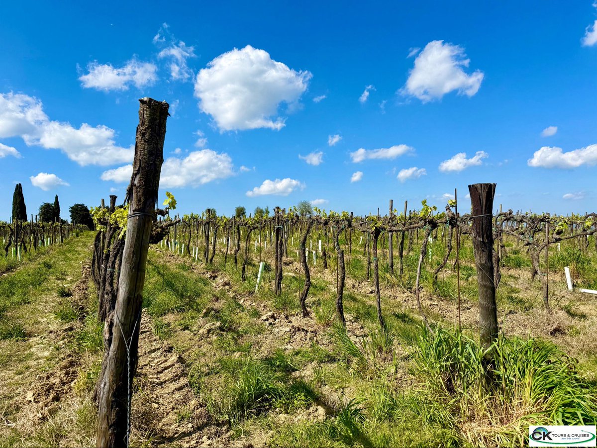 CKTOURS's tweet photo. Tuscan wine country from San Gimignano is a dream come true—vineyard views, golden-hour tastings, and storybook lanes you'll want to revisit again and again. Let CK Tours build your custom designed travel, #Expressly4U Travel Beyond the Masses and #SeeTheWorld https://t.co/6ffy0TgSTZ