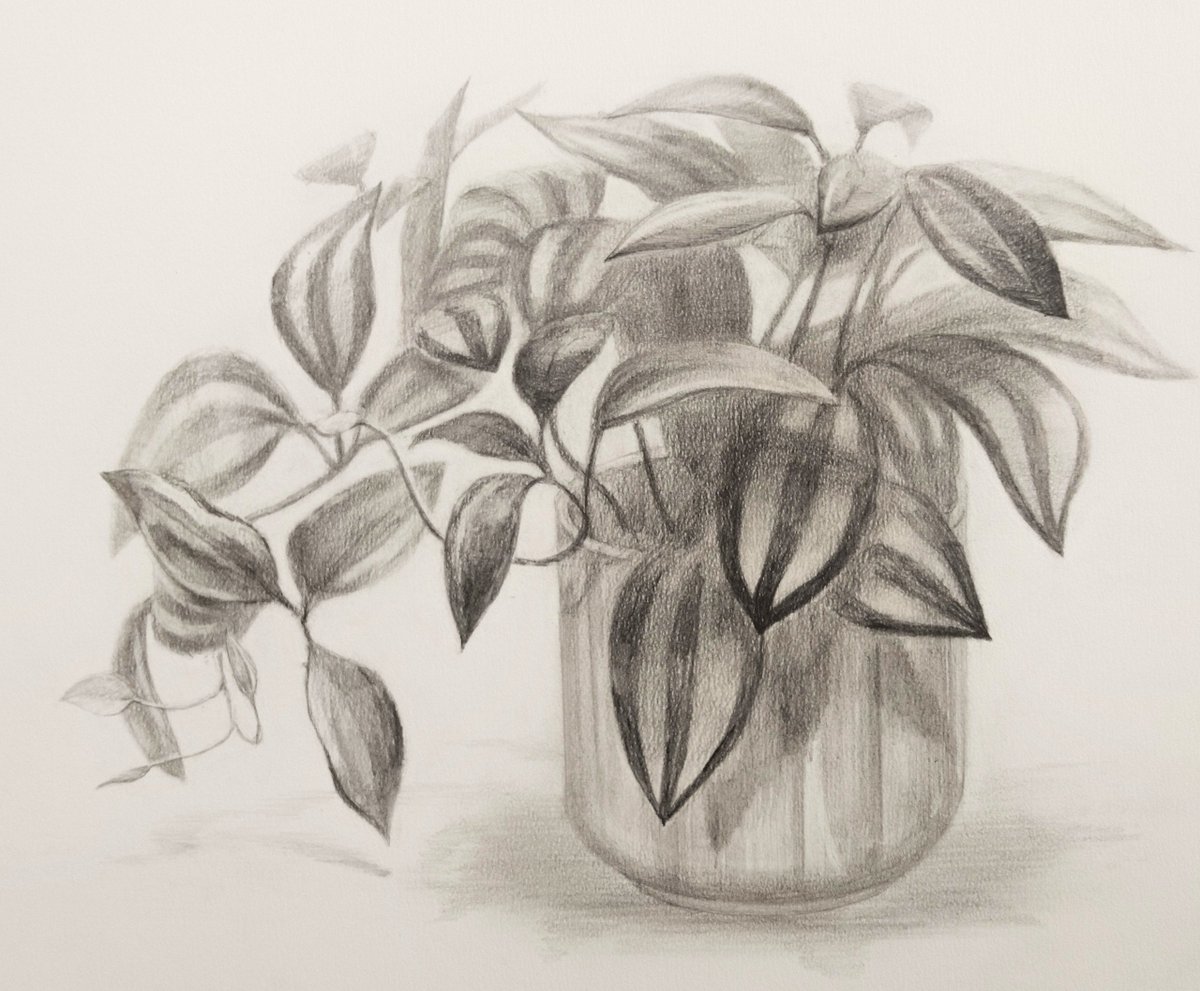 Dessinmaster's tweet photo. ２つの技法で描いた鉢植えのデッサン https://t.co/OkL5YgLLcL