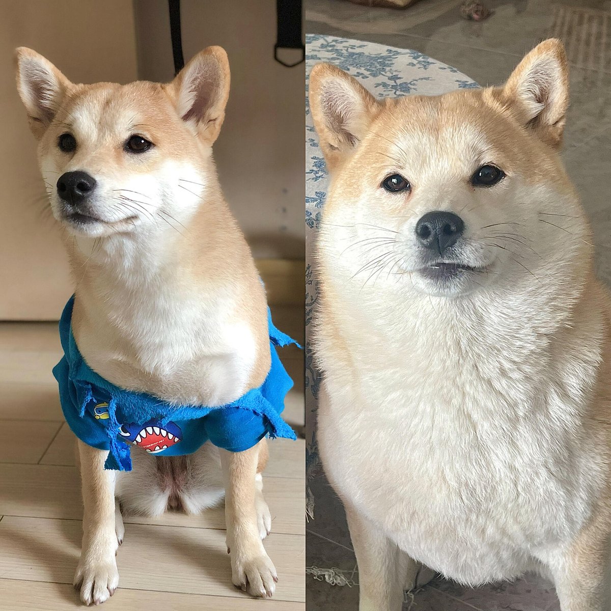 YolandeMol6x7's tweet photo. Watch our little rescue pup grow from a wobbly ball of fur to a confident adventurer in just 6 months  Every small step counts! https://t.co/ok9lcXo7F4