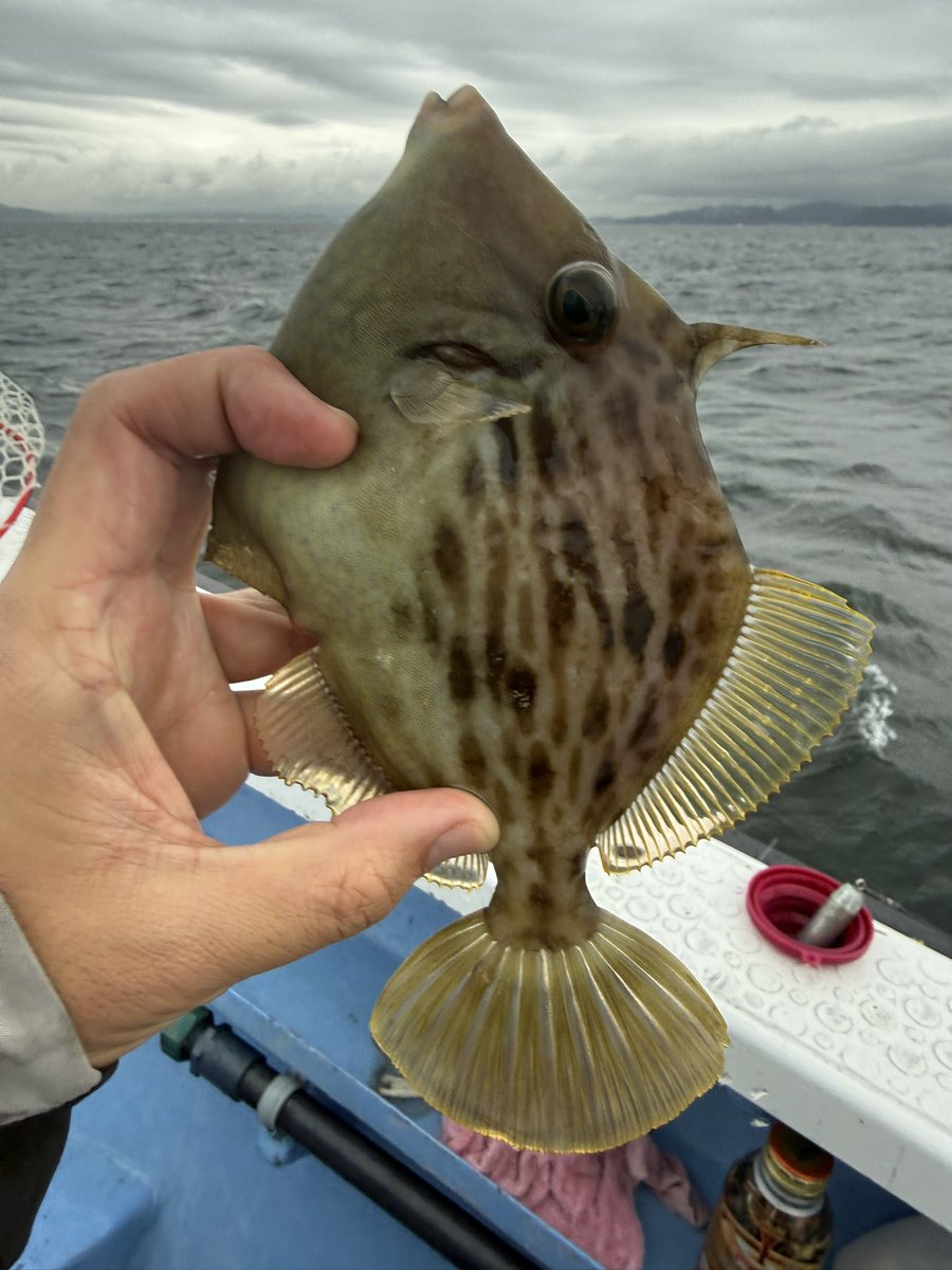 workandfish tweet picture