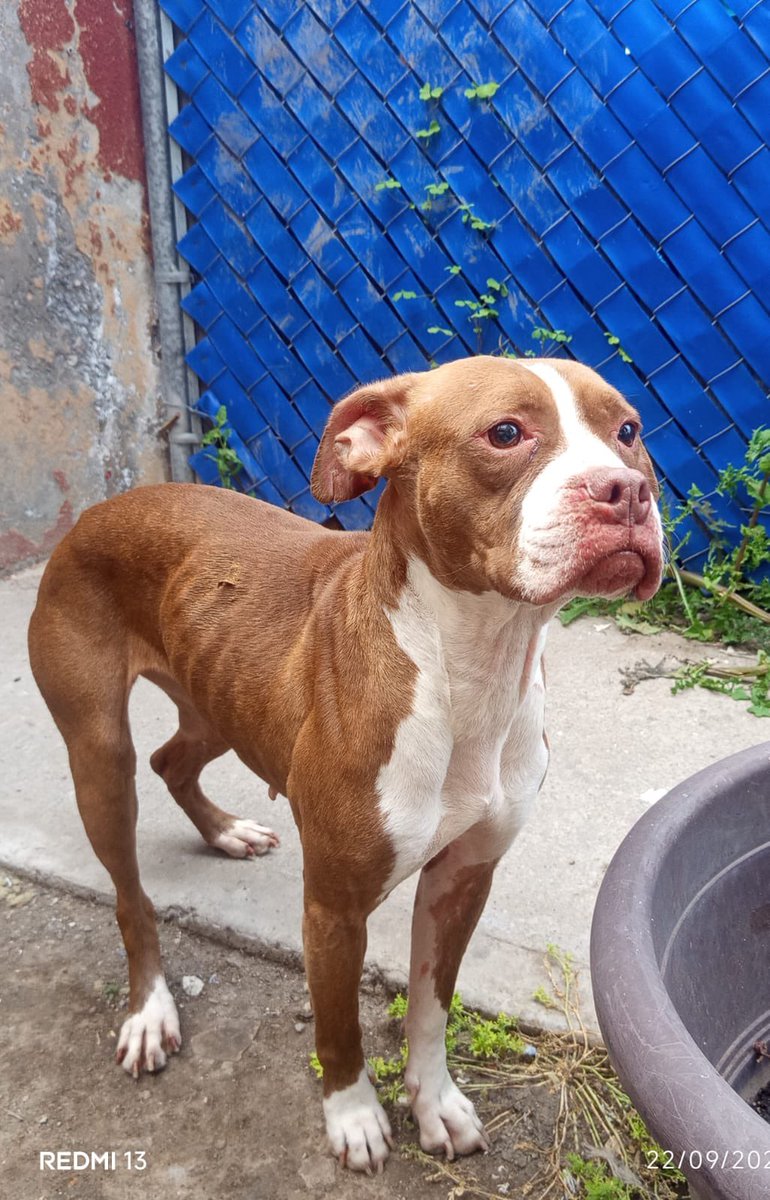 Alina_Gag's tweet photo. Ella la pasa muy mal. Está en la calle. Intenta refugiarse y la gente la corre con agua hirviendo. Tiene miedo y está triste

no tengo espacio ahorita 💔 alguien puede resguardarla? Yo le tomo su sesión de fotos, la difundo y ayudo con gastos hasta que se adopte 🙏🏻🥺 https://t.co/3nPQWS6Oqk