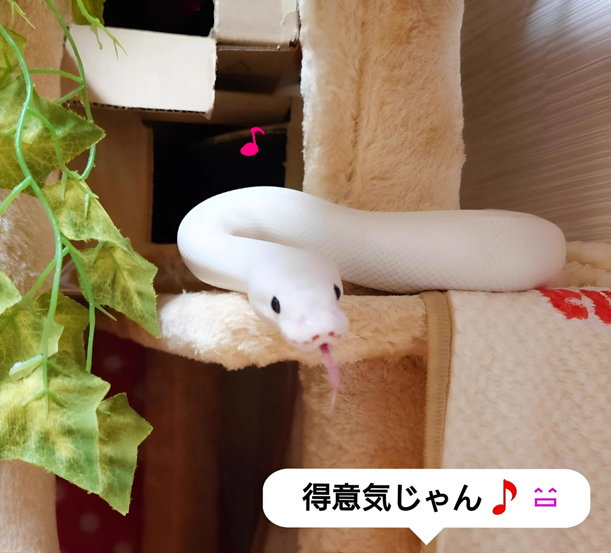 みい♥️ひめ日記 on X: 