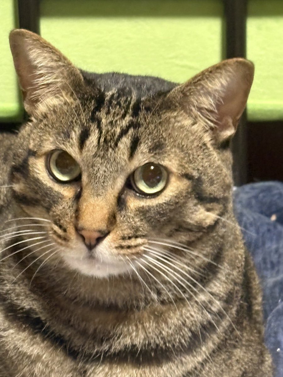 ogiharu's tweet photo. 同じ猫 https://t.co/CHVndz93rF
