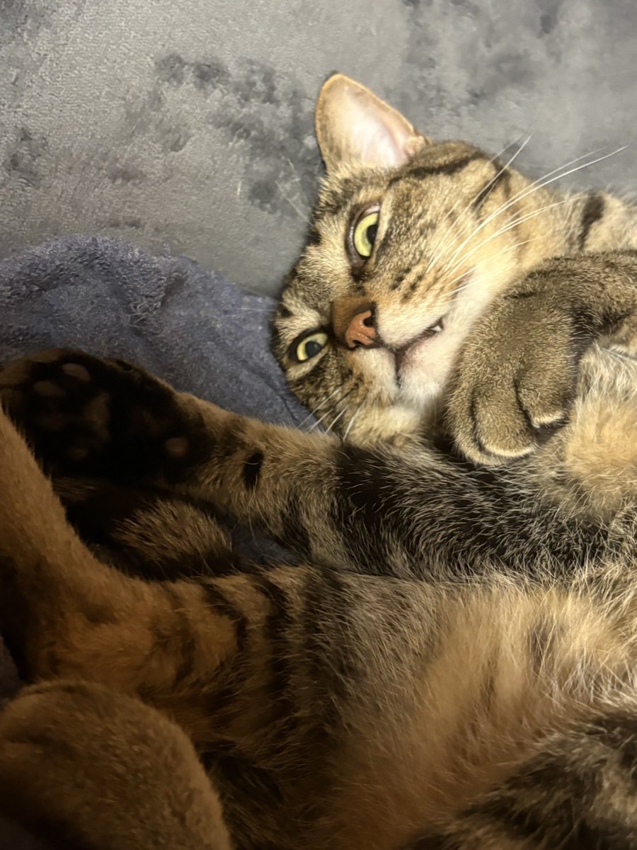 ogiharu's tweet photo. 同じ猫 https://t.co/CHVndz93rF