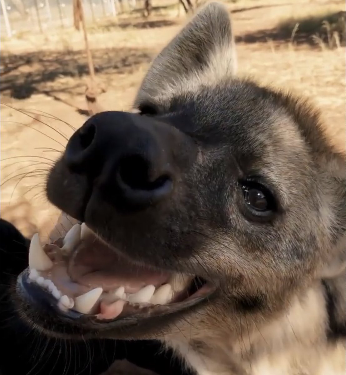 TheComBlocHyena's tweet photo. Yeen is happ https://t.co/qBsoNAWQ60