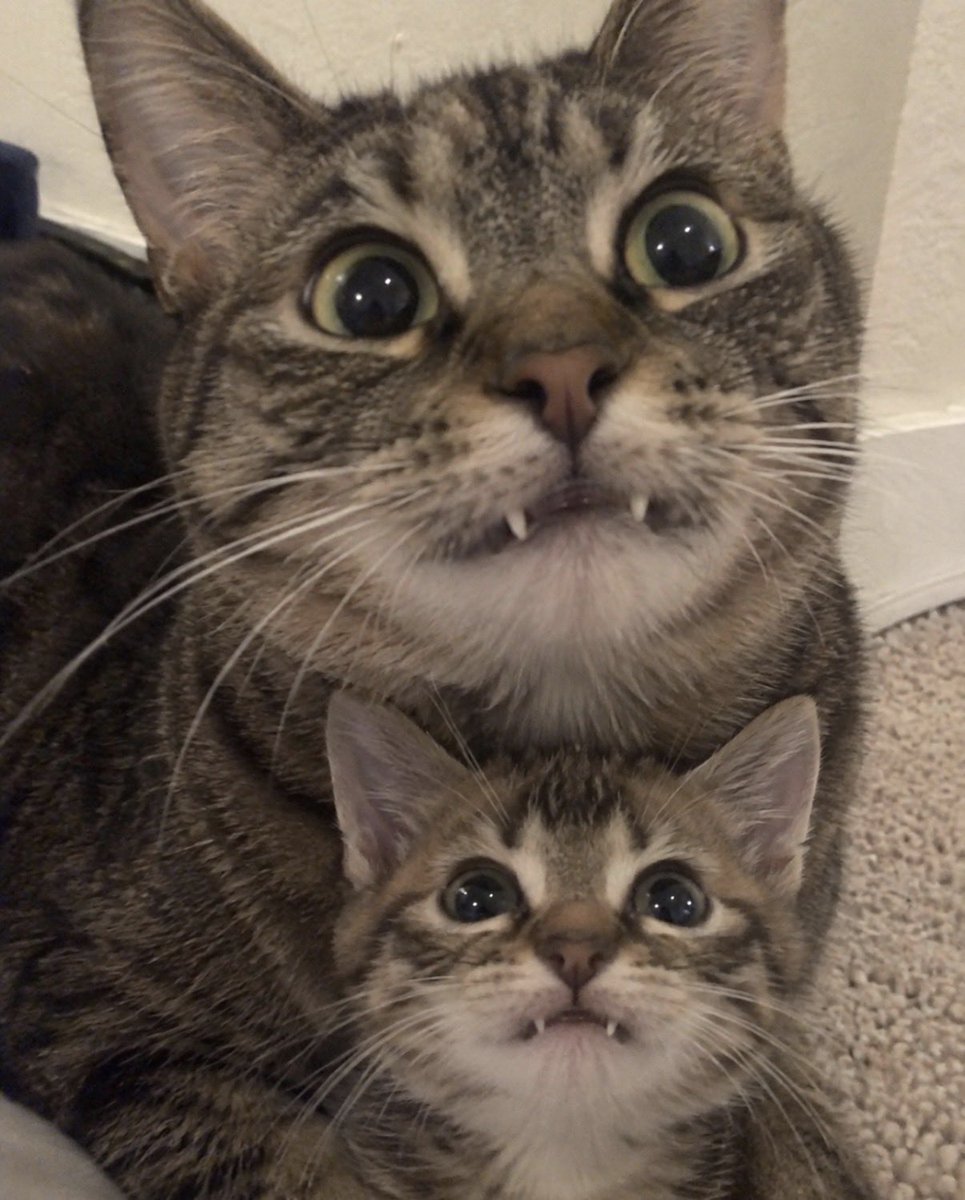 hardcatmemes's tweet photo. No DNA test needed https://t.co/2eADqunJ9B