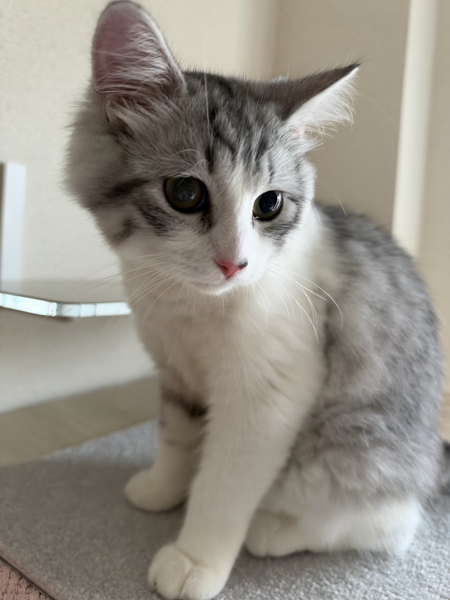 Belyusha tweet picture