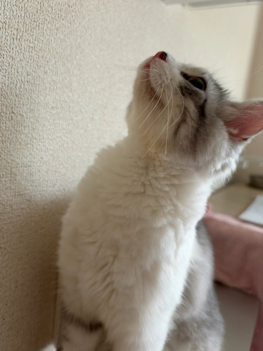 Belyusha tweet picture