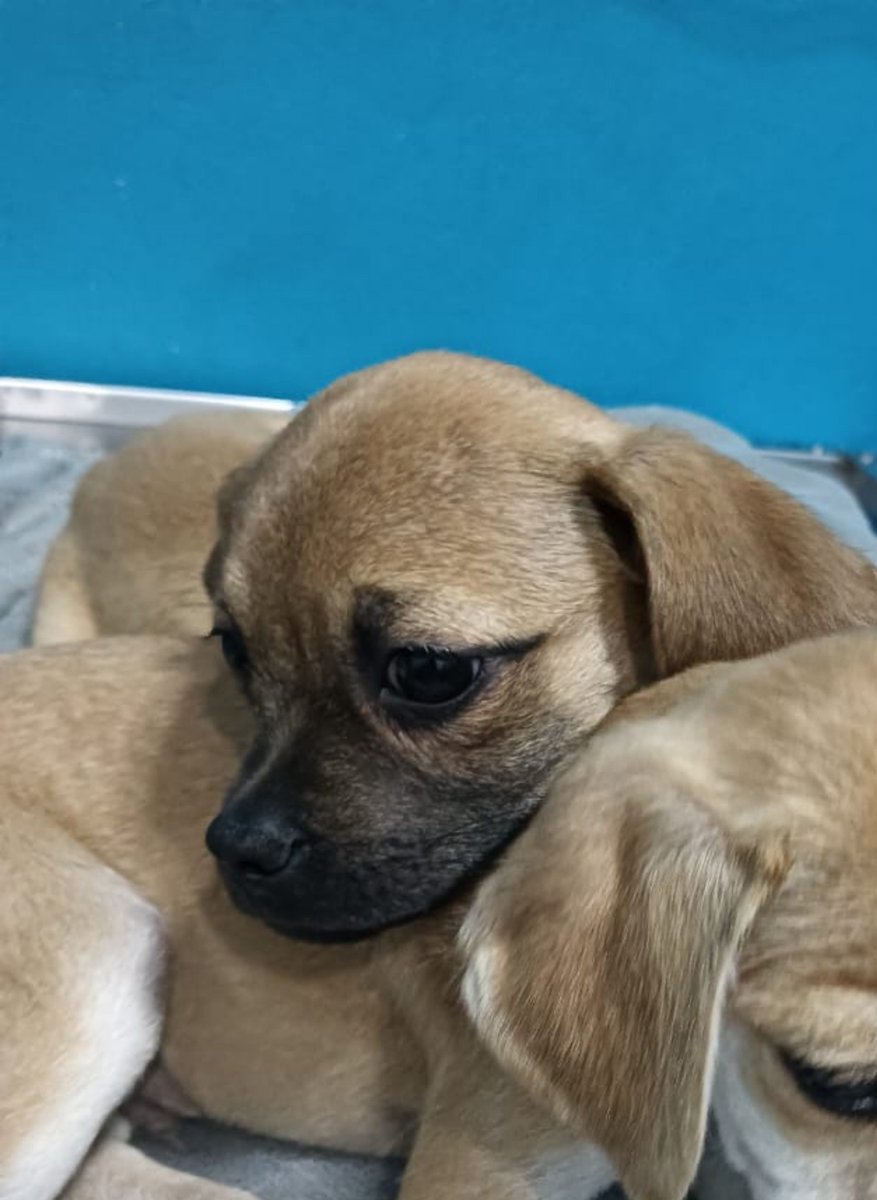 VIBRAmascotas's tweet photo. Su hermanito ya tiene familia , falta ella 
Por favor 🙏🏻 ayuda compartiendo 
Talla chica , amigable , se va con protocolo completo de salud 
Urge una familia 
Manda wats 5548724347 https://t.co/yU63zFtRrr