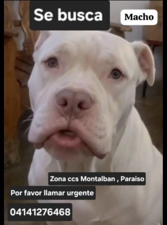 gracon27's tweet photo. #Caracas
#Montalban
 Este perrito se lo robaron a sus dueños.
Está enfermo,y está en tratamiento.
Favor difundir 🐶🙏🏻 
Gracias 🫂🇻🇪❤️‍🩹😞 https://t.co/vcpn9oCCi9