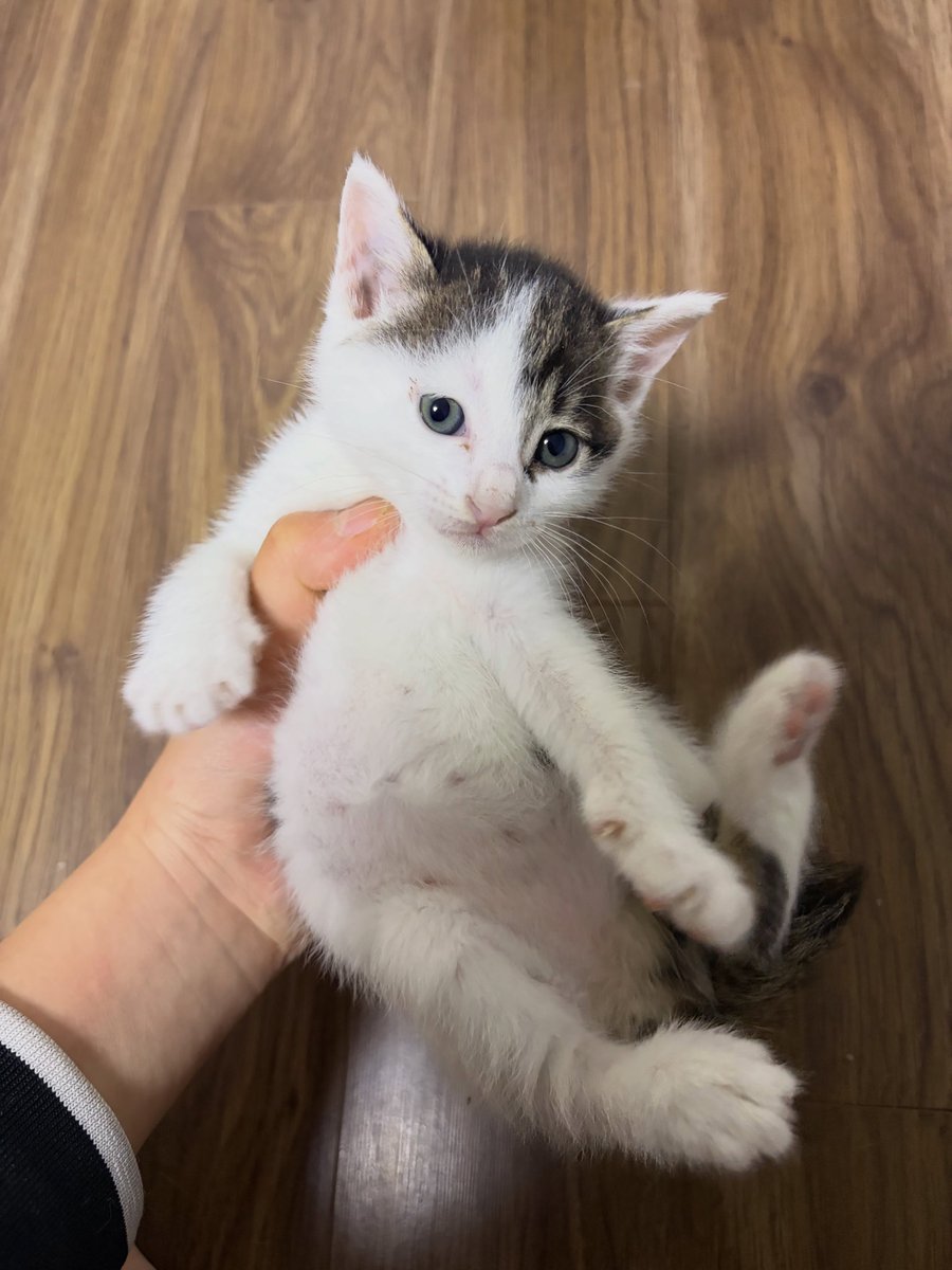 WillettaAc7d's tweet photo. Looking for a forever home for two baby sisters. Blackie is shy, gentle, and loves quietly staying by your side. Whitey is playful, curious, adventurous, and food-loving. Both are about 5 months old, healthy, and well cared for. Responsible https://t.co/Zns1GEWILL