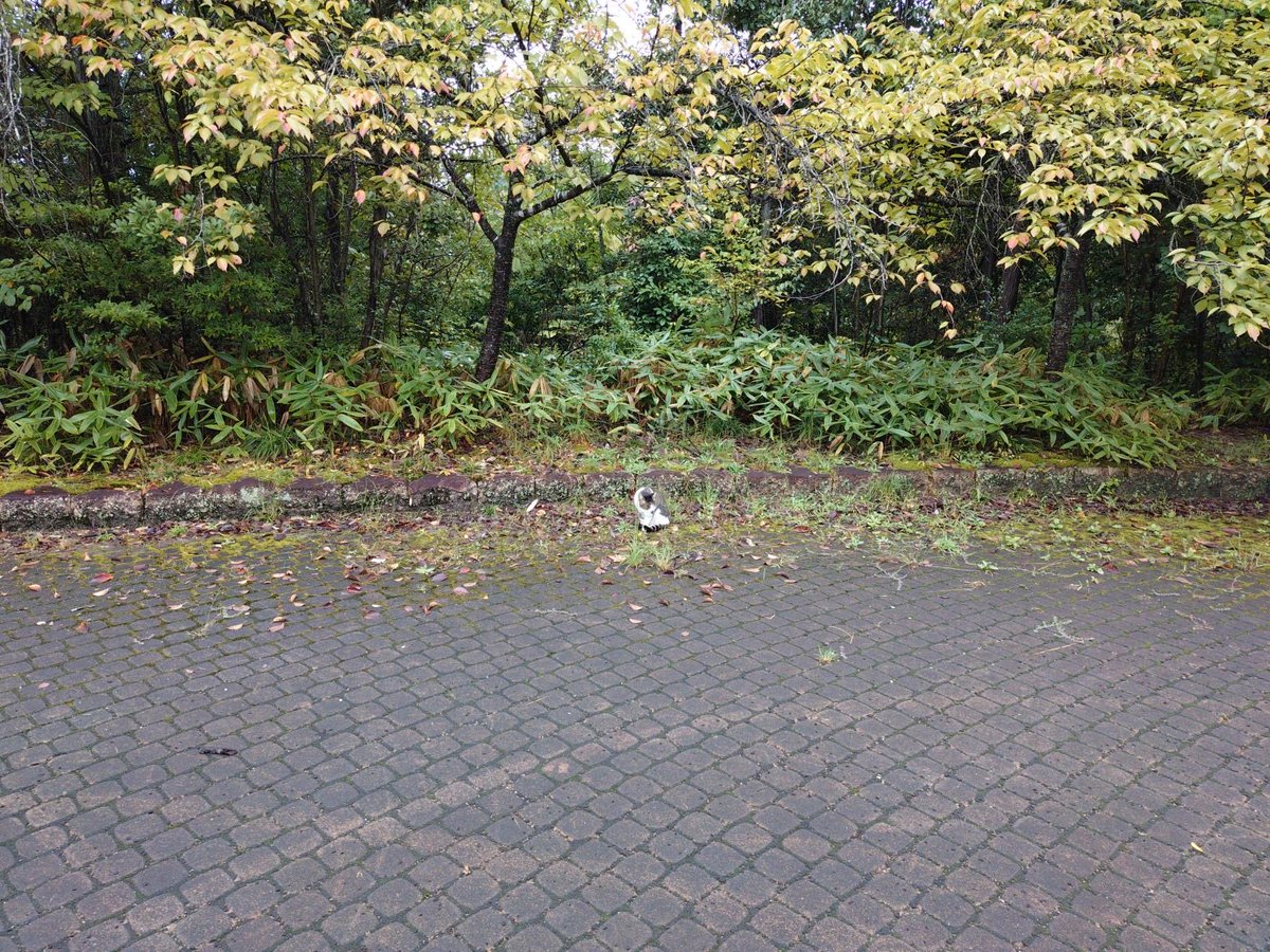 HUcapr's tweet photo. 13:00からの窓口を再開しました！
気軽にご利用ください😊

【今日のネコ】
ネコがだんだん丸くなってきたことや姿勢から季節の変化を感じる、今日この頃です。 https://t.co/WaNEHnhKYW