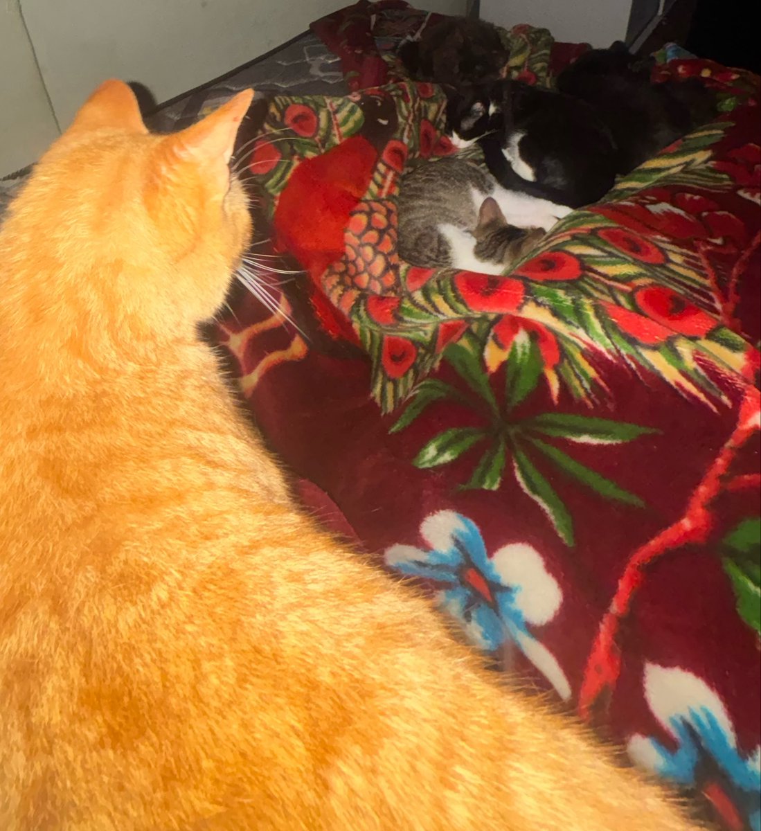 cand3la__'s tweet photo. q alguien le diga a tom q deje de mirar y vaya a abrazar a a sus hermanos xfavor https://t.co/DnqPFiAXGk