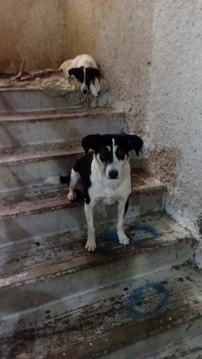 HELA_MORE's tweet photo. Esta es la historia de 4 hermanitos que ya habían conocido lo que era tener un hogar, una cama y, sobre todo, a alguien que se preocupara por ellos. 🥺🐾

Pero la muerte, la avaricia y el egoísmo de algunas personas hicieron que volvieran a quedarse completamente desamparados.

Ellos son Gigi, Yeye, Güerito y Negrito, cuatro hermanitos que fueron abandonados cuando eran apenas unos cachorros.

Un día, un hombre bueno los encontró, los rescató y decidió adoptarlos. ❤️
Así pasaron los meses… y los meses se convirtieron en años.

Por fin tenían un hogar.

Hasta que un día, aquel hombre enfermó. Fue llevado al hospital… pero nunca regresó. 💔

Los cuatro hermanitos se quedaron esperándolo durante más de una semana, sin comida y sin agua, sin entender por qué su humano no volvía.

Hasta que un día alguien abrió la puerta.

Ellos, emocionados, corrieron a recibir a su humano pensando que finalmente había regresado.

Pero no era él.

Eran familiares que llegaron, sacaron todo lo que tenía valor dentro de la casa… y después los echaron a la calle.

Ellos no entendían qué estaba pasando.
Asustados y completamente confundidos, decidieron permanecer juntos afuera de la que alguna vez fue su casa. 🥺

Pero la situación empeoró.

Una vecina, molesta por su presencia, golpeó brutalmente a Gigi con un palo. Gigi cayó por las escaleras y permaneció un rato inconsciente.

A partir de entonces comenzó a presentar convulsiones.

Ahora, además de vivir en la calle, Gigi tiene que enfrentar estas crisis y estar expuesta a que vuelva a sufrir algún maltrato.

Y ya han recibido amenazas de llamar al antirrábico o incluso de envenenarlos. 😔

Por eso hoy queremos pedirte algo.

Sabemos que quizá es imposible encontrar de inmediato un hogar para los cuatro hermanitos. Pero queremos, al menos, conseguirle un lugar seguro a Gigi.

Ella necesita ayuda con urgencia. Necesita estar protegida, recibir atención veterinaria y tener un lugar donde pueda estar tranquila y segura.

Y no, no es que no nos preocupen Yeye, Güerito y Negrito.
Nos preocupan muchísimo. ❤️

Pero también sabemos que, si pedimos que alguien rescate a los cuatro juntos, quizá nadie se anime a ayudar.

Entonces queremos empezar por Gigi.

¿Quién puede abrirle un espacio? ¿Quién puede ayudarla a salir de ese infierno? 🥺

Si puedes ayudar a Gigi o a alguno de sus hermanitos, por favor mándanos un mensajito.

Nosotros podemos llevarlos hasta tu domicilio.

📍 Están en Estado de México.

Ayúdanos a que esta historia no termine como tantas otras.
Ellos ya tuvieron un hogar una vez. Merecen volver a tenerlo. 🐾❤️

Adopta. Rescata. Esteriliza.