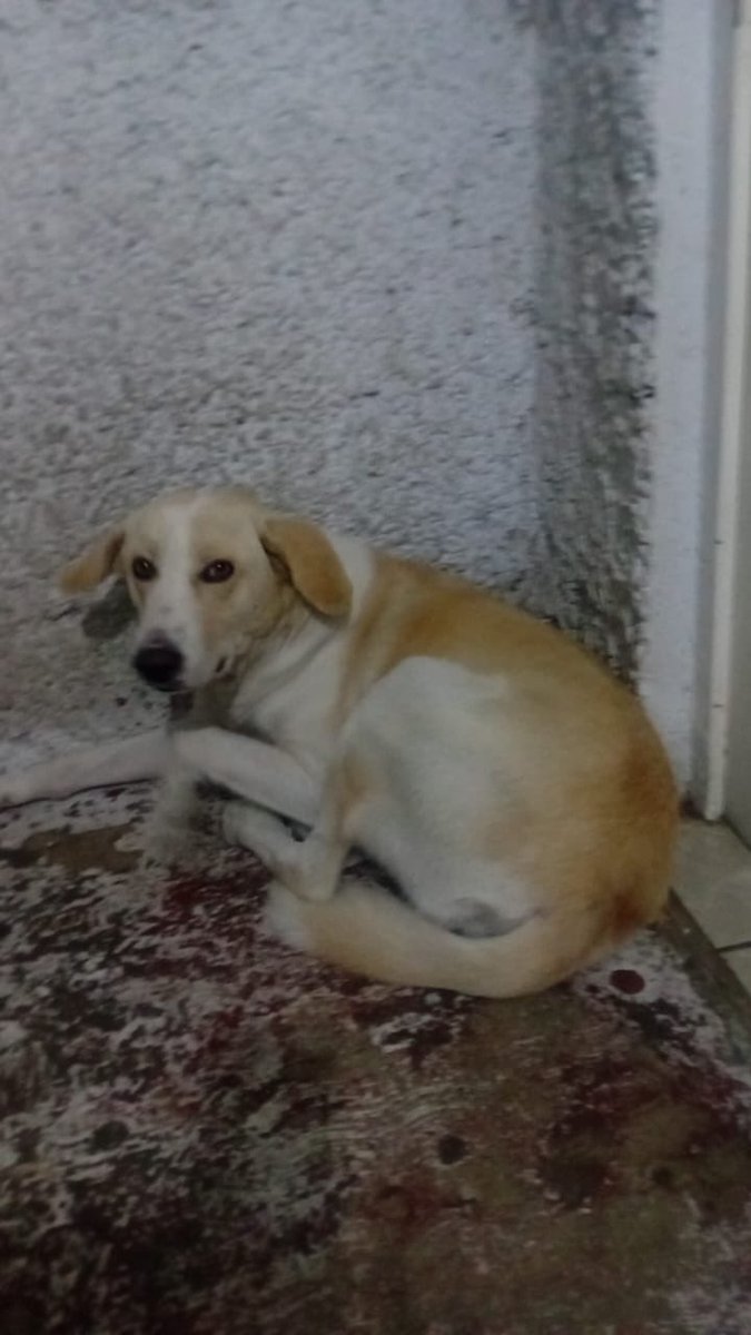 HELA_MORE's tweet photo. Esta es la historia de 4 hermanitos que ya habían conocido lo que era tener un hogar, una cama y, sobre todo, a alguien que se preocupara por ellos. 🥺🐾

Pero la muerte, la avaricia y el egoísmo de algunas personas hicieron que volvieran a quedarse completamente desamparados.

Ellos son Gigi, Yeye, Güerito y Negrito, cuatro hermanitos que fueron abandonados cuando eran apenas unos cachorros.

Un día, un hombre bueno los encontró, los rescató y decidió adoptarlos. ❤️
Así pasaron los meses… y los meses se convirtieron en años.

Por fin tenían un hogar.

Hasta que un día, aquel hombre enfermó. Fue llevado al hospital… pero nunca regresó. 💔

Los cuatro hermanitos se quedaron esperándolo durante más de una semana, sin comida y sin agua, sin entender por qué su humano no volvía.

Hasta que un día alguien abrió la puerta.

Ellos, emocionados, corrieron a recibir a su humano pensando que finalmente había regresado.

Pero no era él.

Eran familiares que llegaron, sacaron todo lo que tenía valor dentro de la casa… y después los echaron a la calle.

Ellos no entendían qué estaba pasando.
Asustados y completamente confundidos, decidieron permanecer juntos afuera de la que alguna vez fue su casa. 🥺

Pero la situación empeoró.

Una vecina, molesta por su presencia, golpeó brutalmente a Gigi con un palo. Gigi cayó por las escaleras y permaneció un rato inconsciente.

A partir de entonces comenzó a presentar convulsiones.

Ahora, además de vivir en la calle, Gigi tiene que enfrentar estas crisis y estar expuesta a que vuelva a sufrir algún maltrato.

Y ya han recibido amenazas de llamar al antirrábico o incluso de envenenarlos. 😔

Por eso hoy queremos pedirte algo.

Sabemos que quizá es imposible encontrar de inmediato un hogar para los cuatro hermanitos. Pero queremos, al menos, conseguirle un lugar seguro a Gigi.

Ella necesita ayuda con urgencia. Necesita estar protegida, recibir atención veterinaria y tener un lugar donde pueda estar tranquila y segura.

Y no, no es que no nos preocupen Yeye, Güerito y Negrito.
Nos preocupan muchísimo. ❤️

Pero también sabemos que, si pedimos que alguien rescate a los cuatro juntos, quizá nadie se anime a ayudar.

Entonces queremos empezar por Gigi.

¿Quién puede abrirle un espacio? ¿Quién puede ayudarla a salir de ese infierno? 🥺

Si puedes ayudar a Gigi o a alguno de sus hermanitos, por favor mándanos un mensajito.

Nosotros podemos llevarlos hasta tu domicilio.

📍 Están en Estado de México.

Ayúdanos a que esta historia no termine como tantas otras.
Ellos ya tuvieron un hogar una vez. Merecen volver a tenerlo. 🐾❤️

Adopta. Rescata. Esteriliza.