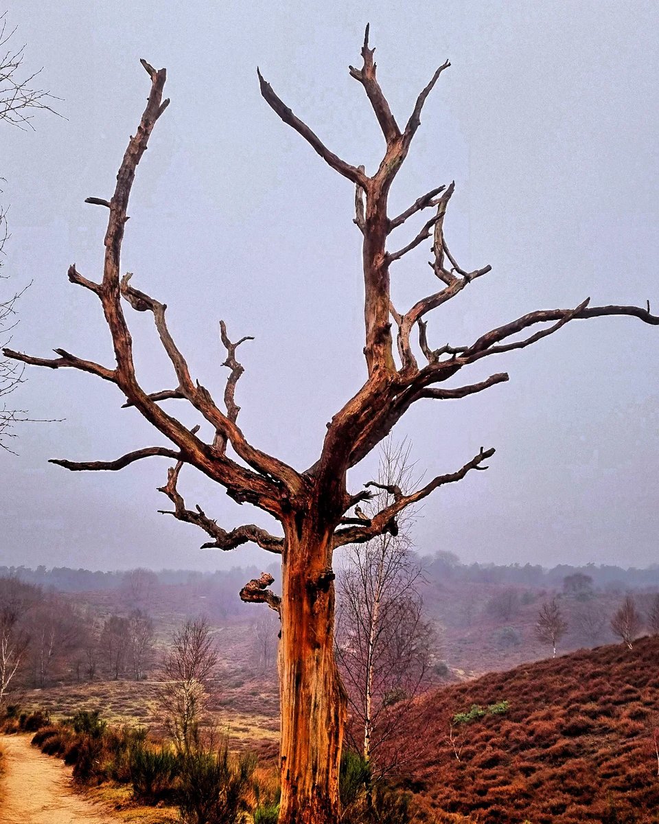 st_ubb's tweet photo. Posbank National Park Hoge Veluwe

#veluwe #posbank #nature #naturephotography #mist #natureshots #travelinspiration
#traveleurope #naturewalk #photographylovers
#photography #naturelovers #misty #beautifulnature https://t.co/YhaEHNfkz3