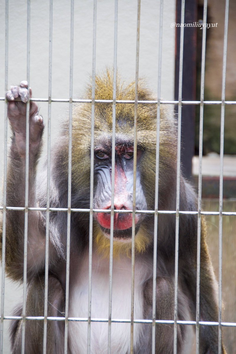 candy6161's tweet photo. @ichikawa_zoo Rest peacefully, sweet Jody.
📷2026/6/23 https://t.co/x0KHi2pv2m