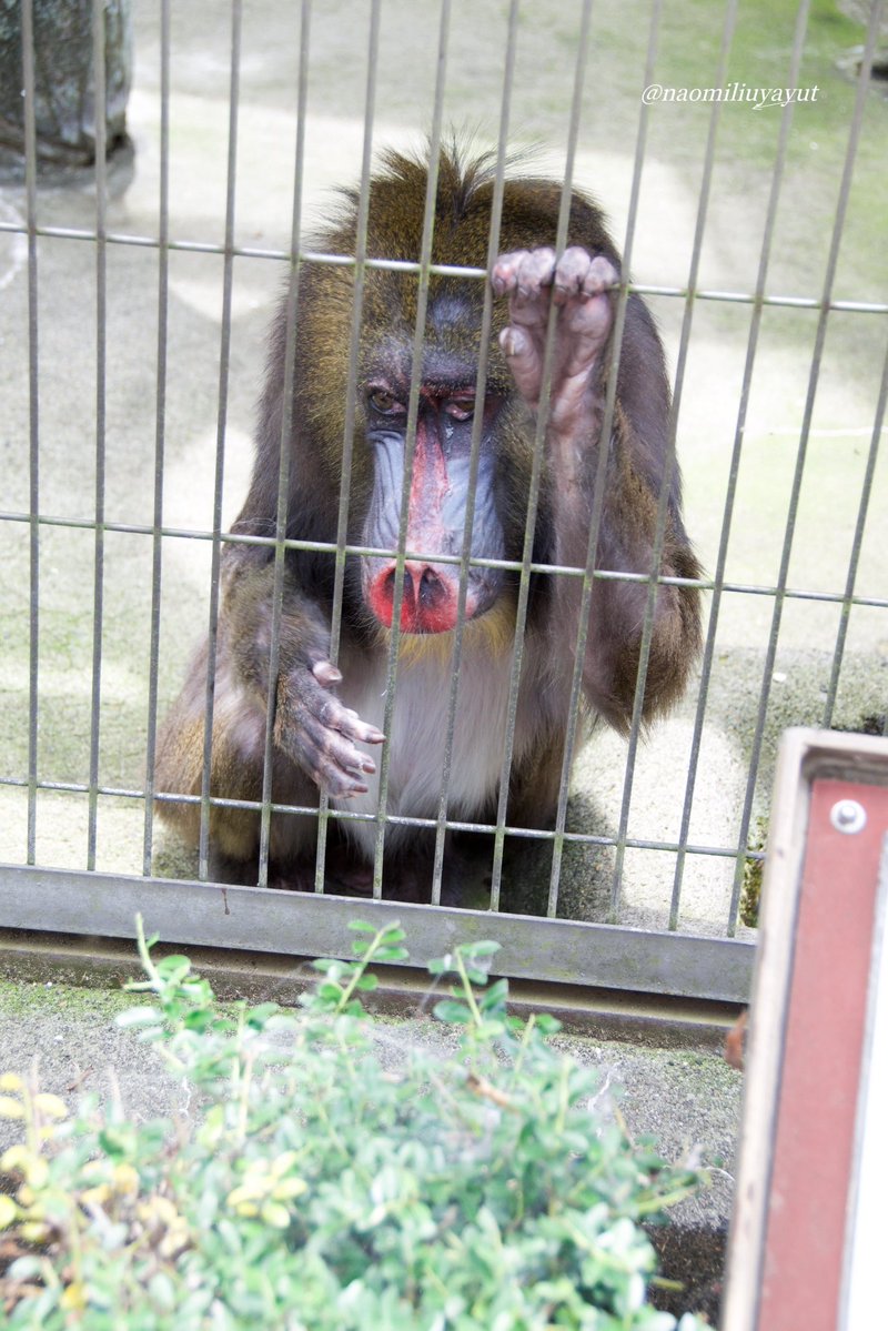 candy6161's tweet photo. @ichikawa_zoo Rest peacefully, sweet Jody.
📷2026/6/23 https://t.co/x0KHi2pv2m
