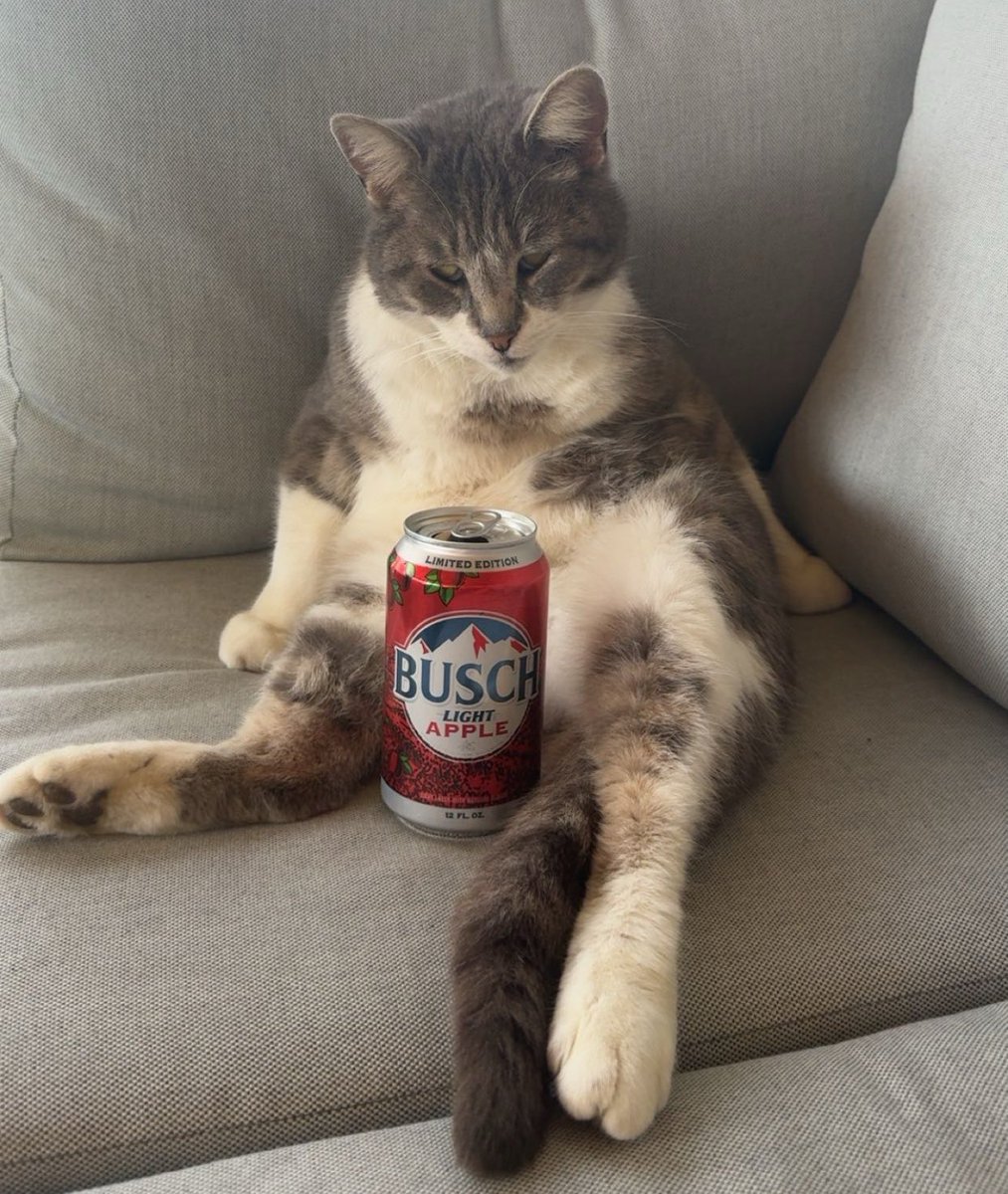 d1hcalls's tweet photo. Idk why I never deved this.

My cat sitting with a beer. 

$Beercat https://t.co/LbdDSUiMau
