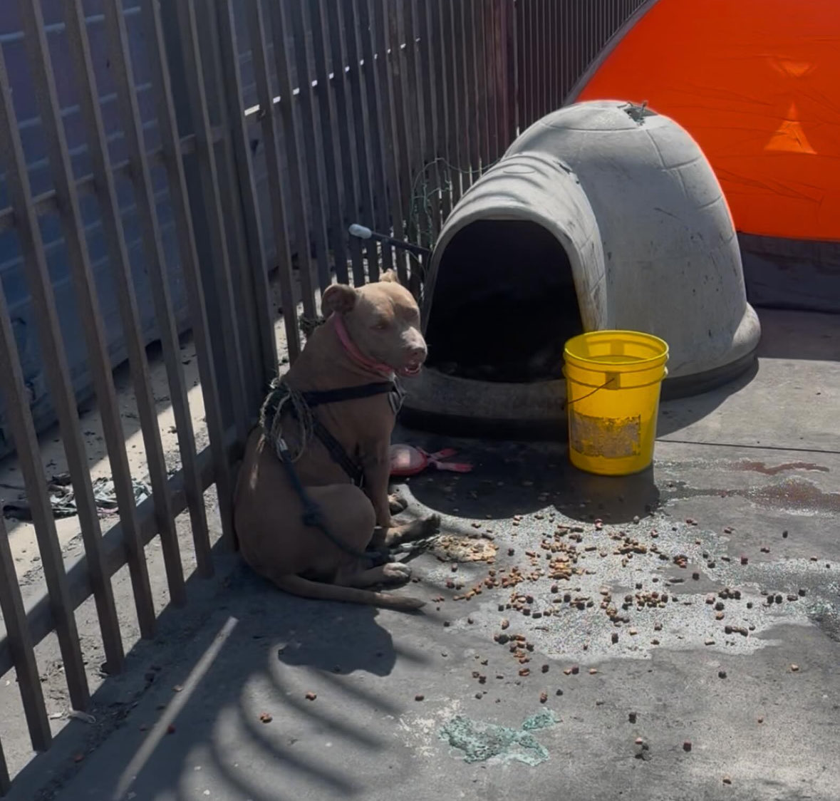 joey_tuccio's tweet photo. Just a reminder that somebody tried to set this dog on fire on Skid Row four days ago and not a single city official has made any comment denouncing this attempted murder. This includes the ones that say they care about the animals. In fact, not one city official has made any post about any dog that has died on Skid Row. Literally ever. Not one. Ever.