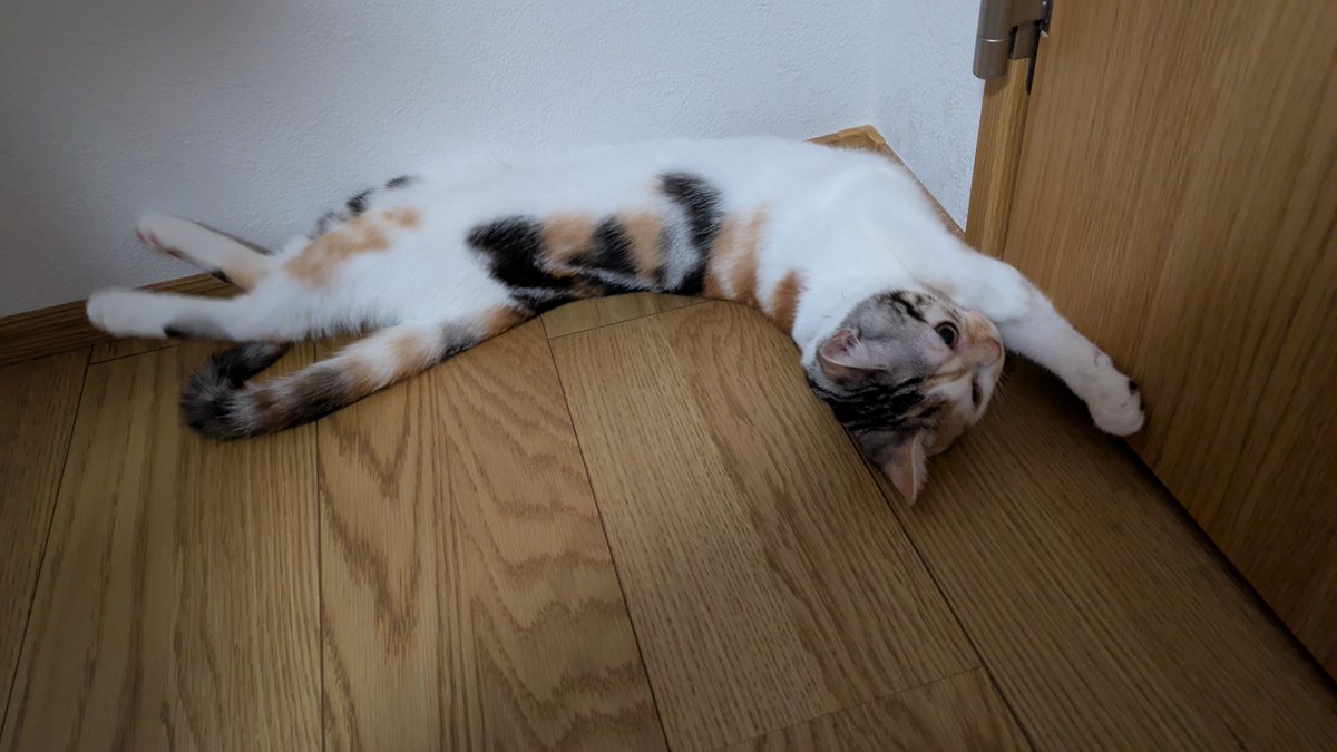 akimiya_kuro's tweet photo. 伸びる猫
挟まる猫
猫？
の3点盛りです

フォロワーの皆様におかれましては、どうぞご査収ください
フォロワーの方じゃなくても全然見てってください https://t.co/qDMVWhdM4A