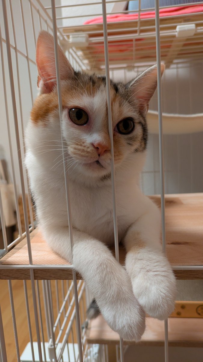 akimiya_kuro's tweet photo. 伸びる猫
挟まる猫
猫？
の3点盛りです

フォロワーの皆様におかれましては、どうぞご査収ください
フォロワーの方じゃなくても全然見てってください https://t.co/qDMVWhdM4A