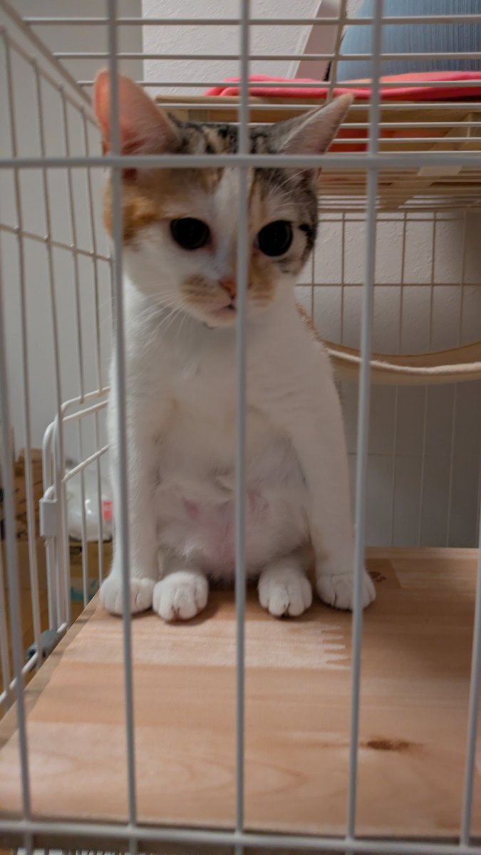 akimiya_kuro's tweet photo. 伸びる猫
挟まる猫
猫？
の3点盛りです

フォロワーの皆様におかれましては、どうぞご査収ください
フォロワーの方じゃなくても全然見てってください https://t.co/qDMVWhdM4A