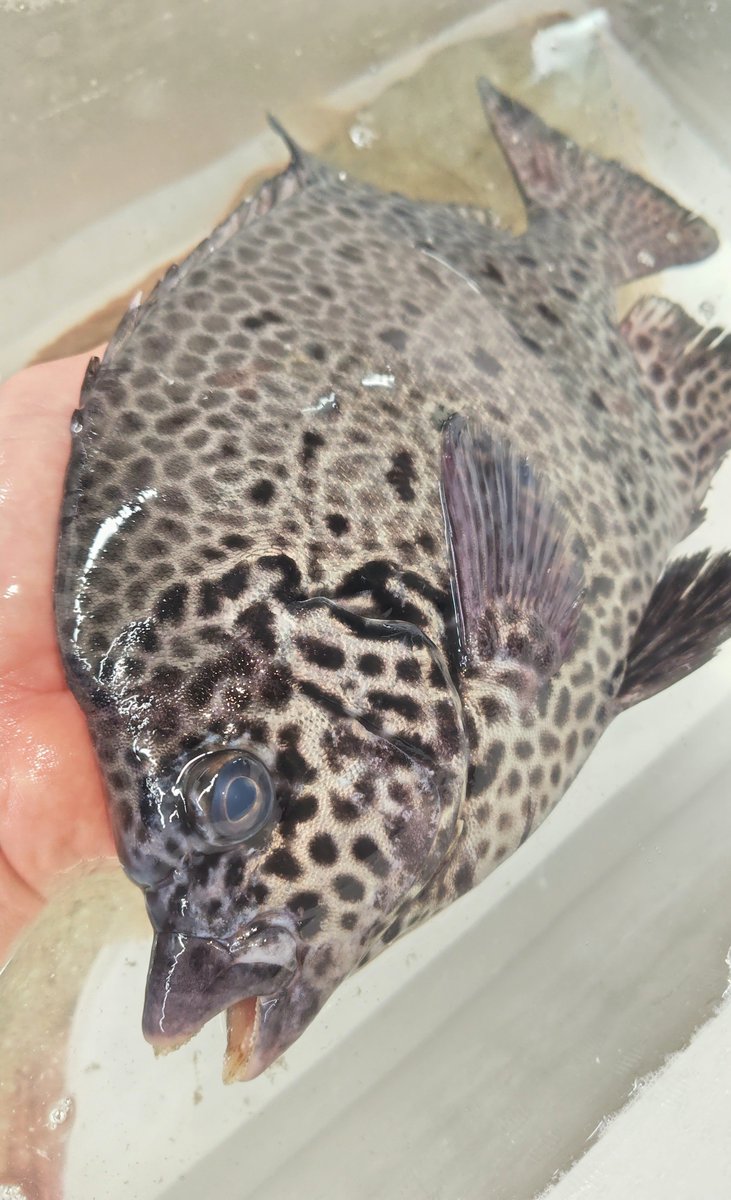 WATABE77781864's tweet photo. ♪雨になって何分か後に行く〜♪🫲

さぁ練馬は雨だけど丸川🐟️は今日もノリノリ営業中だよ！✌️

そんな練馬のサカナクションの本日のお薦めは昨日インスタのストーリーズに上げて反響があった活石垣鯛刺！
いつも通り生きたまま仕入れているから締めたて新鮮プリップリ！
脂ノリノリ美味しいよ〜！👍 https://t.co/FK49Lzcnul