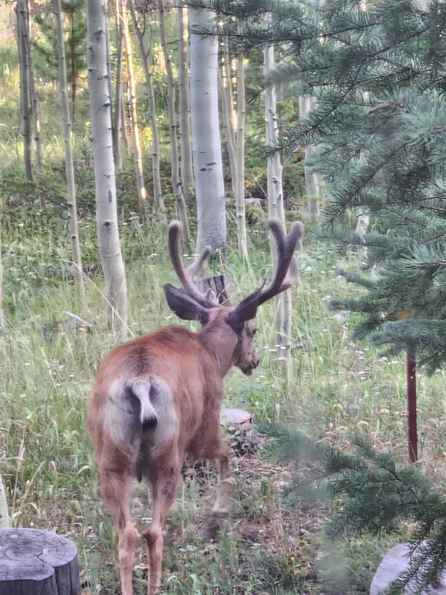 Ashes_Wolf's tweet photo. Man, all the things I get to see from kitchen table. I love living here. https://t.co/V4dAGdkd9d