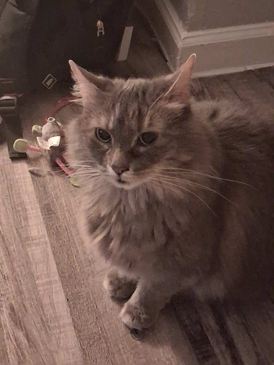 nitwitkisser's tweet photo. @Reos_spouse my fish and lady   :] :] https://t.co/rOUDvGtb00