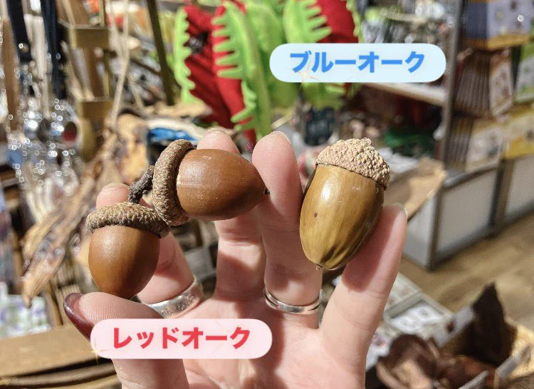 THE STUDY ROOM エキュート上野店 na platformě X: „どんぐりって
