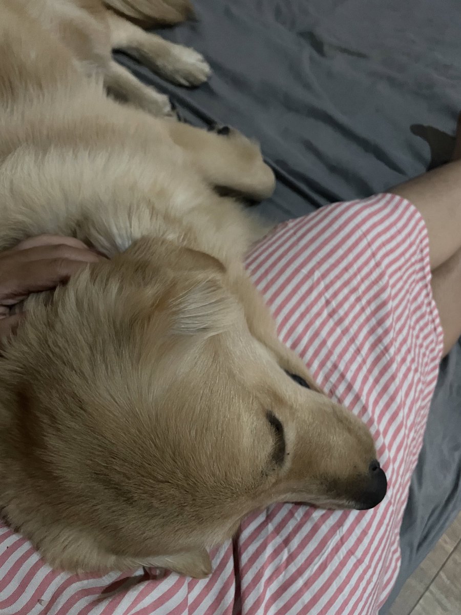 selenosavan's tweet photo. my cicak guehh🦎🫶🏼😌
#goldenretriver https://t.co/ZzZn9b7yen
