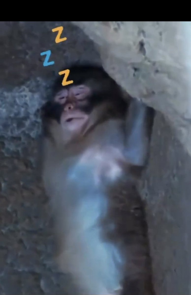 SzkpzhZ8W0fpJAh's tweet photo. かわいい寝姿🙈💤💤💤
なんでこんなに可愛いだろう😚💓💓💓
#がんばってるねパンチ
#かわいいパンチ https://t.co/l72zP3cuup