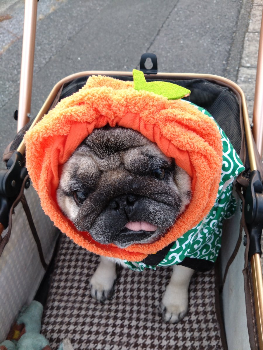 lifewithPug's tweet photo. ハロウィンの被りもの、持っていると思っていたら…
カボチャじゃなくてミカンだった…
(見た目はカボチャだけど)
#パグ 
#pug https://t.co/zAdLGNscD9