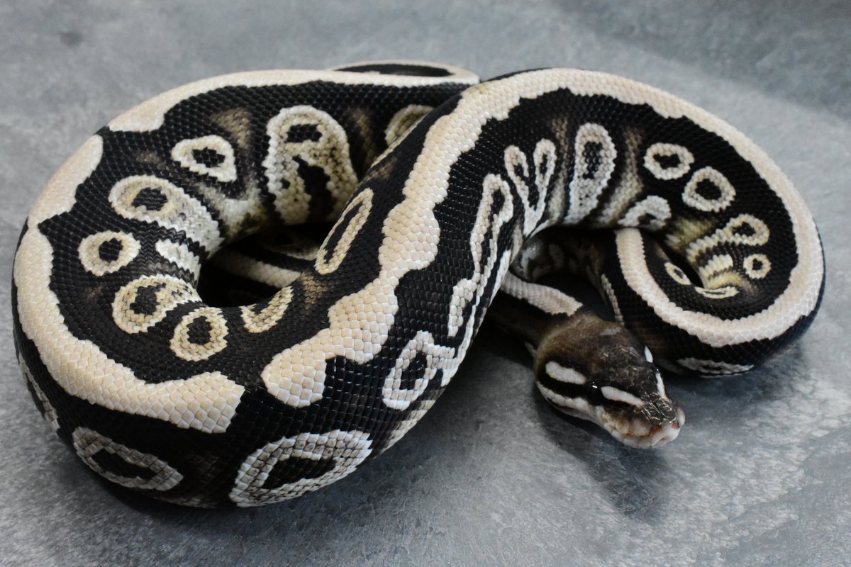 na___Python tweet picture