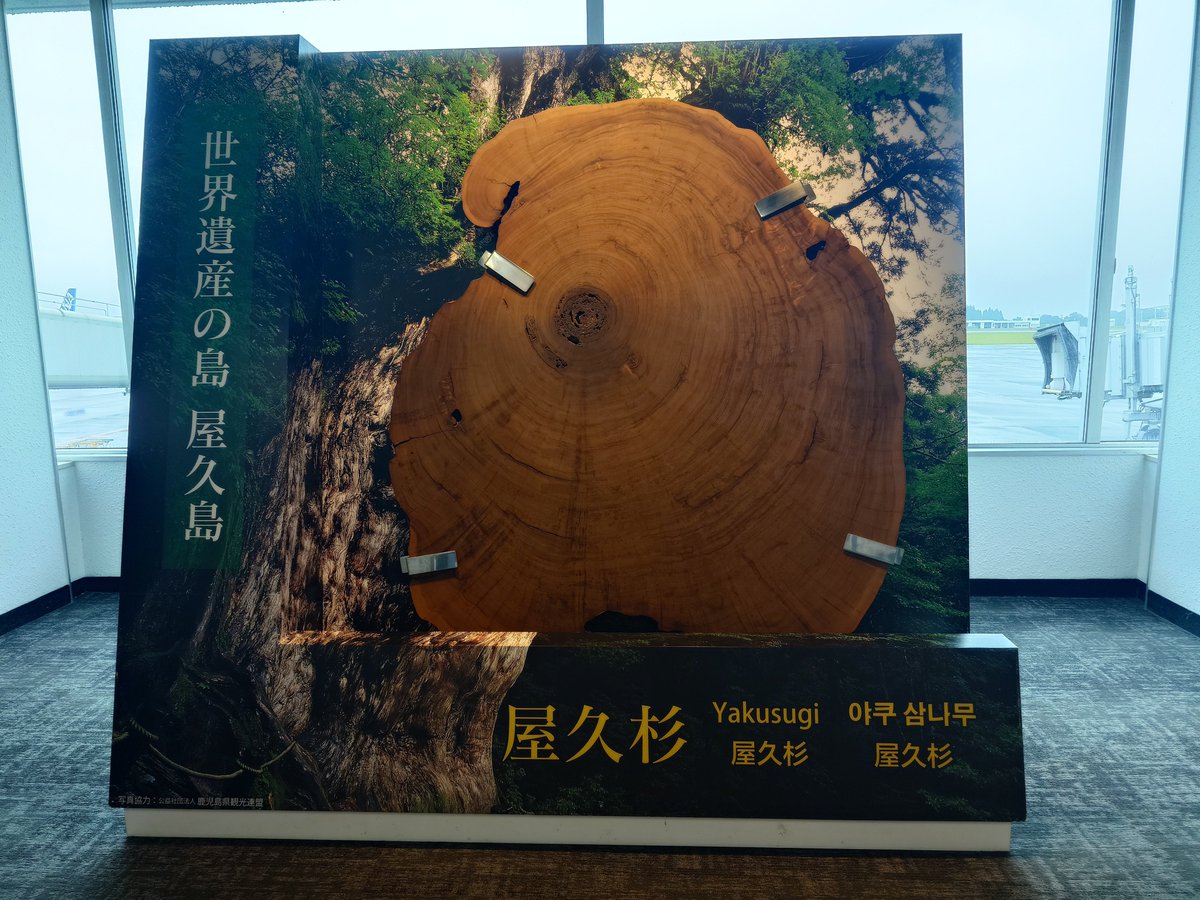 oiboshi1's tweet photo. 鹿児島空港、熊本のお土産が全く置いてない( ﾟдﾟ)ﾊｯ!
人吉市内で大体買ったので良いのですけど。
徳永屋のさつま揚げだけ買いました。 https://t.co/ZIy3KLkHcf