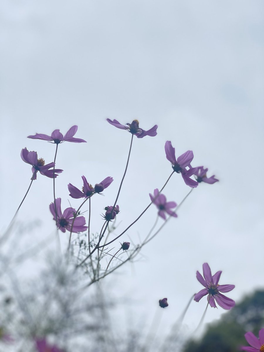 sato00ai's tweet photo. 生きることを明日へ繋ぐ

ただ、それだけで

大切なことをしている

#空がある風景 
#こころ #生きる https://t.co/R43jS7zNie