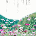 Photo by コスカメ穂月 (@CAMhoduki)