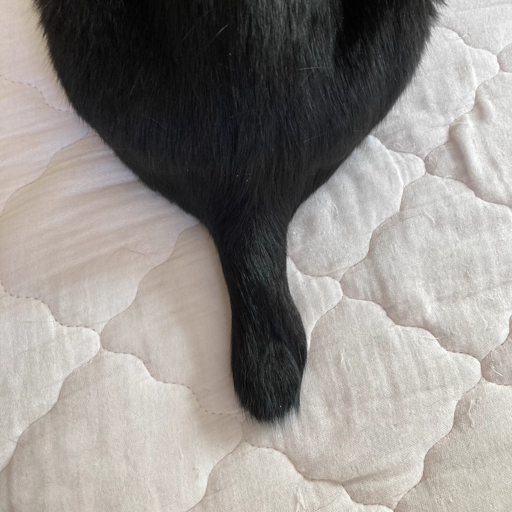 なっちゅ【黒猫家族】🐈‍⬛🪼 on X: 