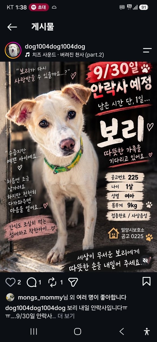 animalrtaccount's tweet photo. 입양문의: 010.2527.3490
9/30 밀양시안락사
보리
https://t.co/qGb9UNwqWS https://t.co/Ax8c6TTrV8
